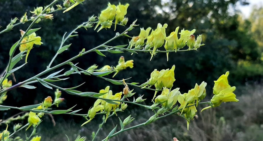 Цимбария и Цельнолистник даурские