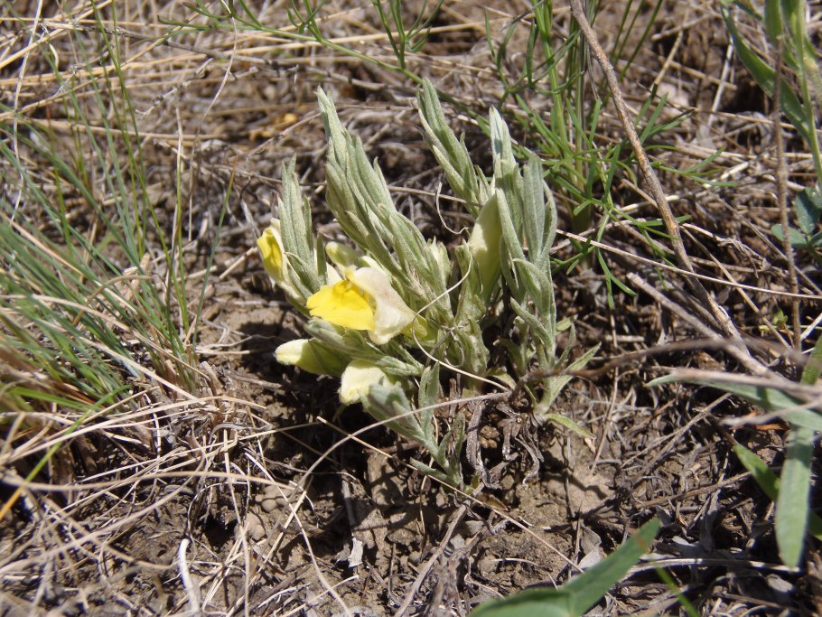 Цимбохазма в Ростовской области