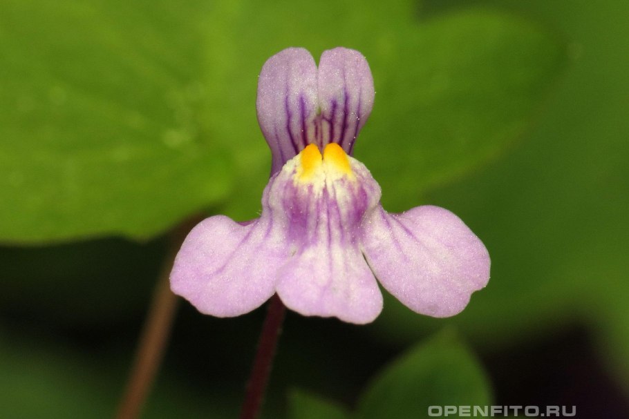 Растение Цимбалярия постенная