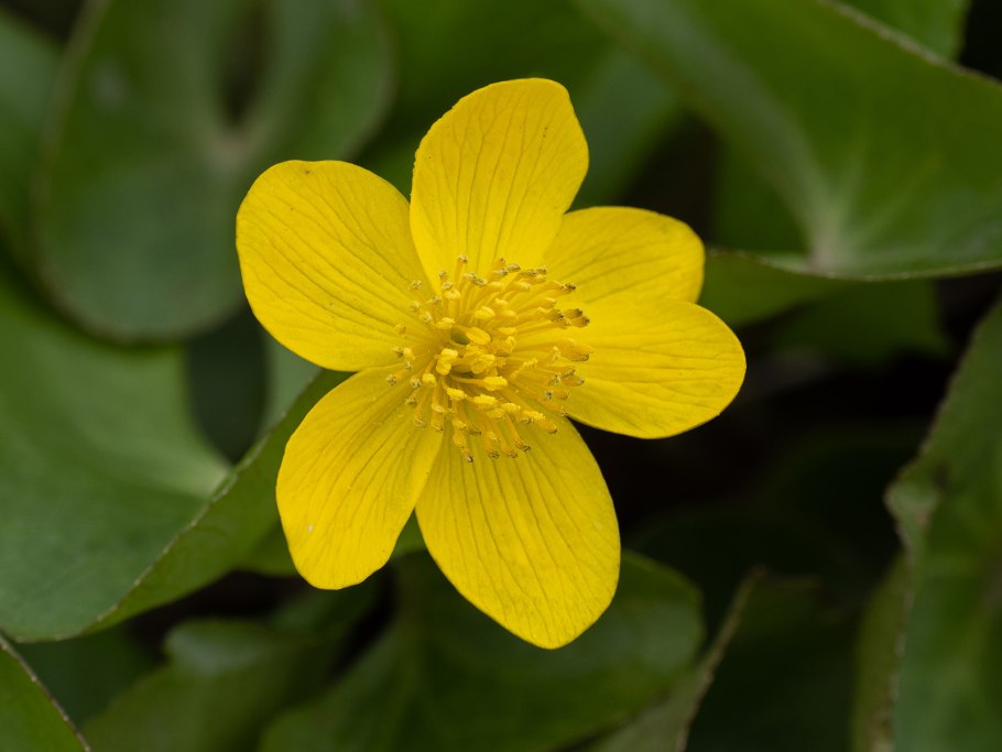 Калужница Болотная Caltha palustris