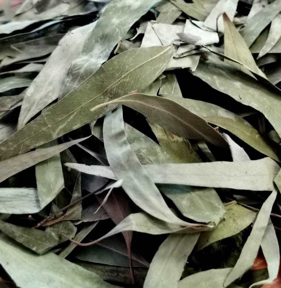 Эвкалипт dalrympleana