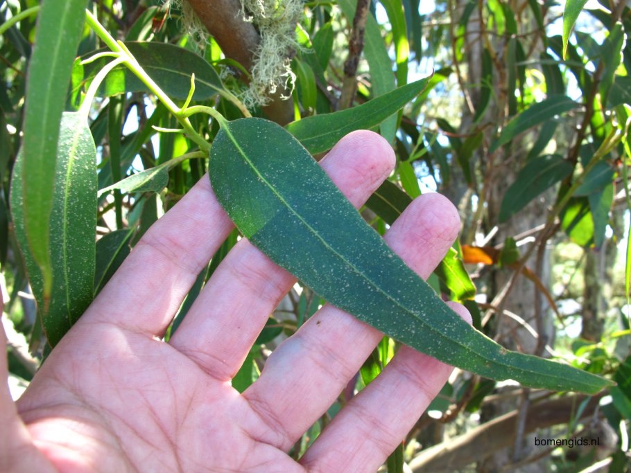 Эвкалипт Гунни Абхазия