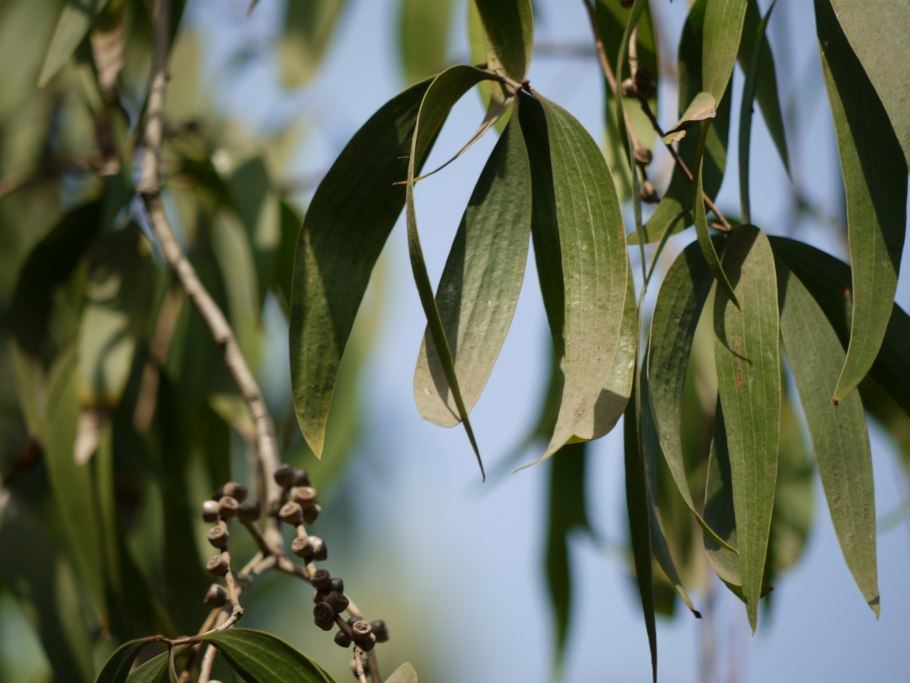 Эвкалипт Бриджесиана