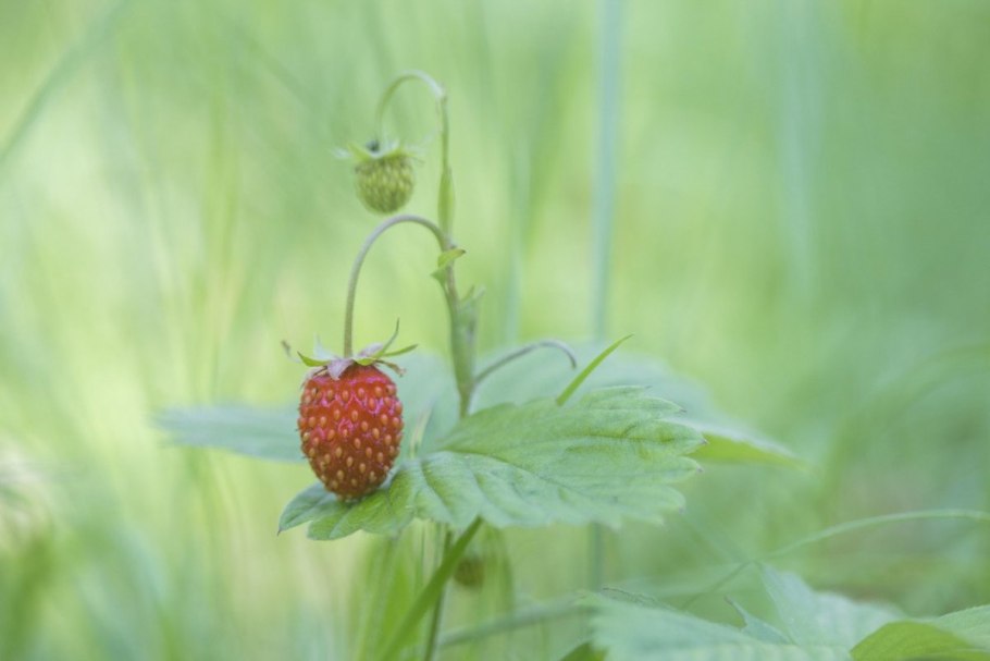 Земляника Барон Солемахер