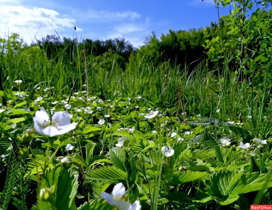 Лесная земляничная поляна