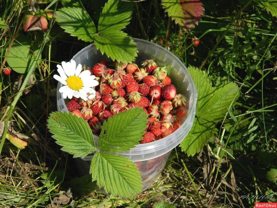 Земляника Дикая Лесная