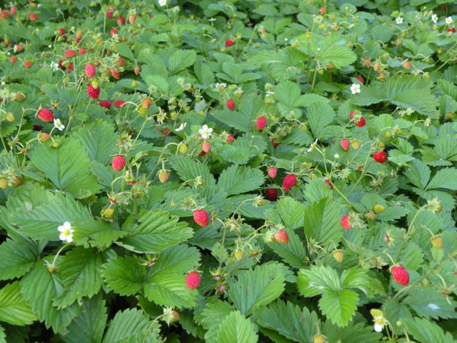 Земляничная Поляна