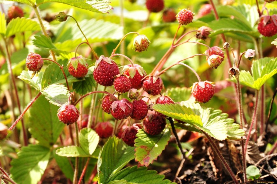 Земляника Лесная Регина