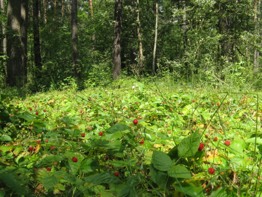 Земляника Дикая Лесная