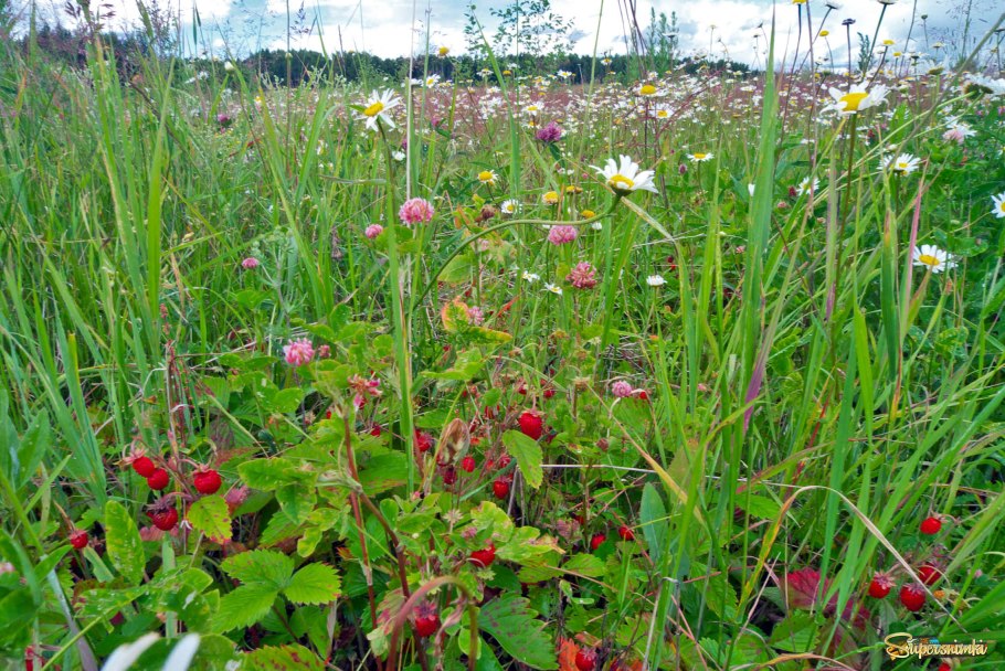 Земляника Дикая Лесная