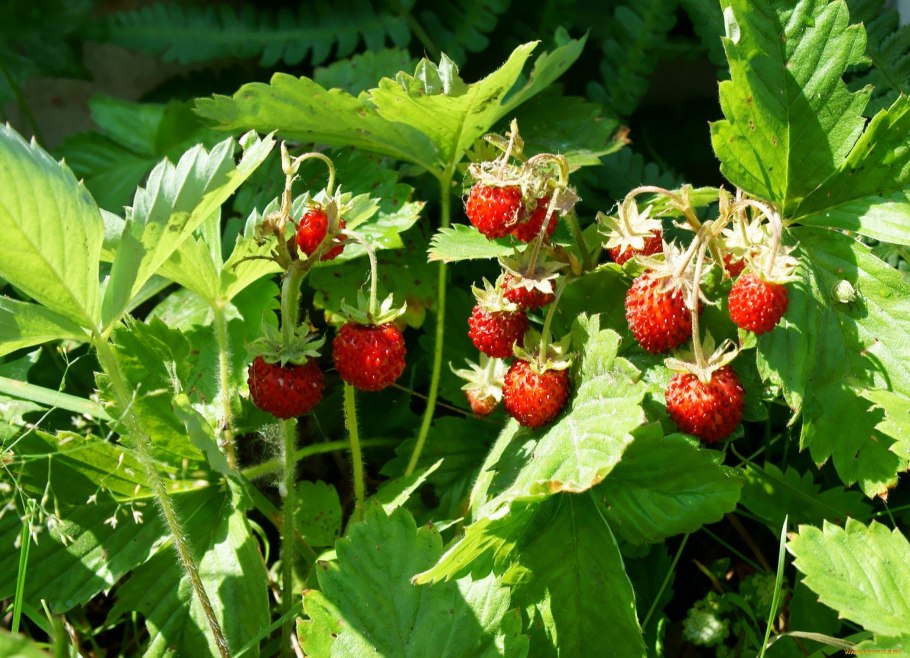 Коломянка ягода