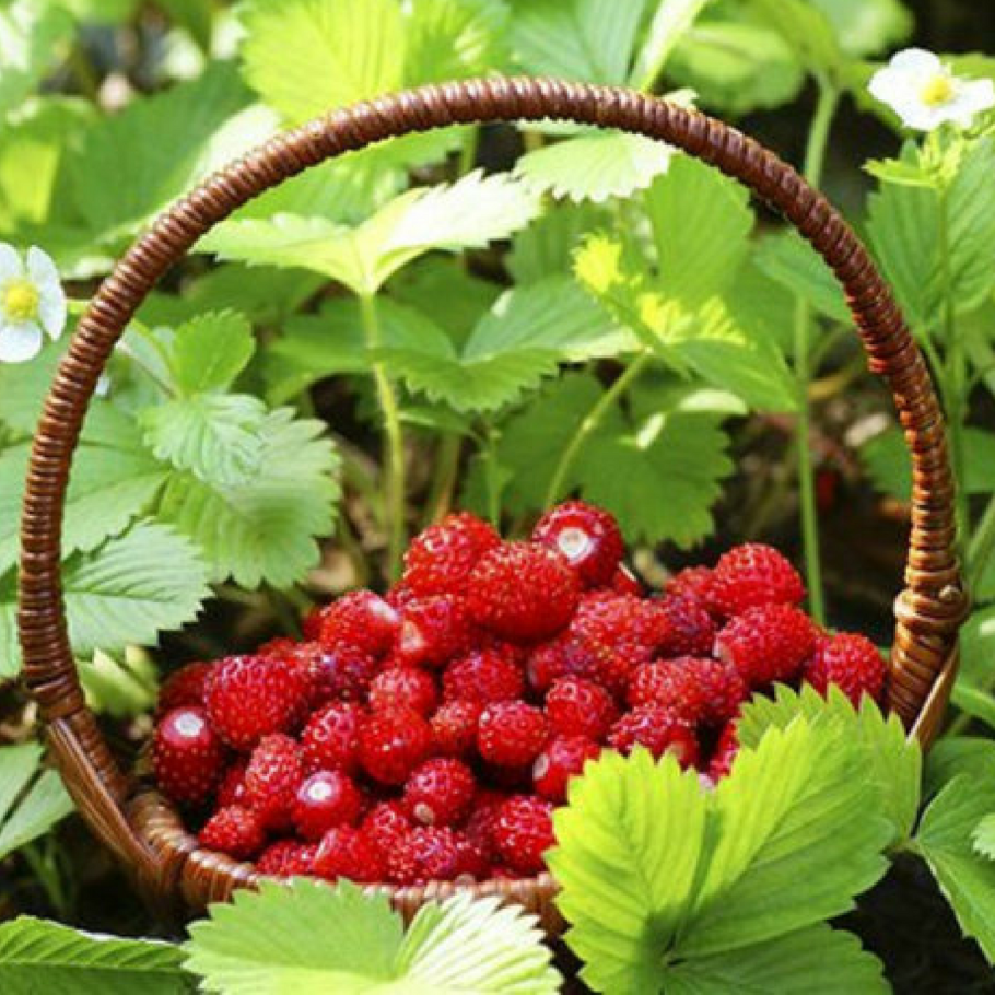 Земляника Лесная на Урале