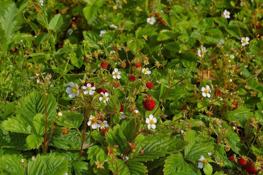 Земляника Земляничная Поляна