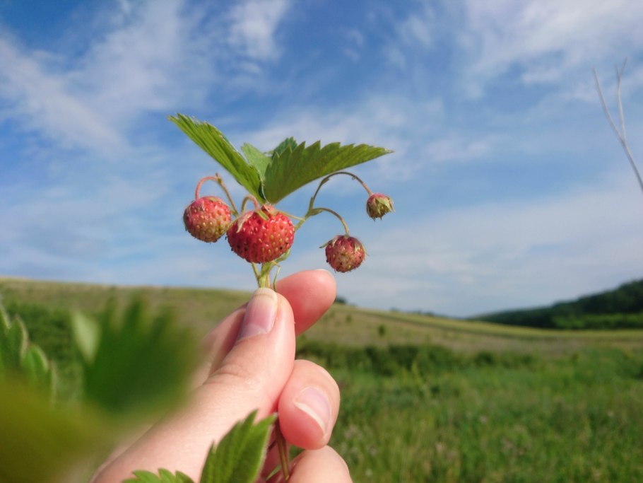 Земляника Лесная