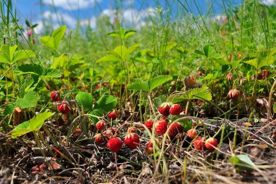 Сибирская земляника Лесная