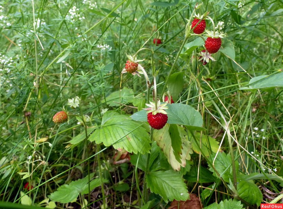 Ягодная Поляна клубника