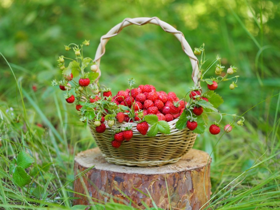 Земляника ремонтантная Рубикон