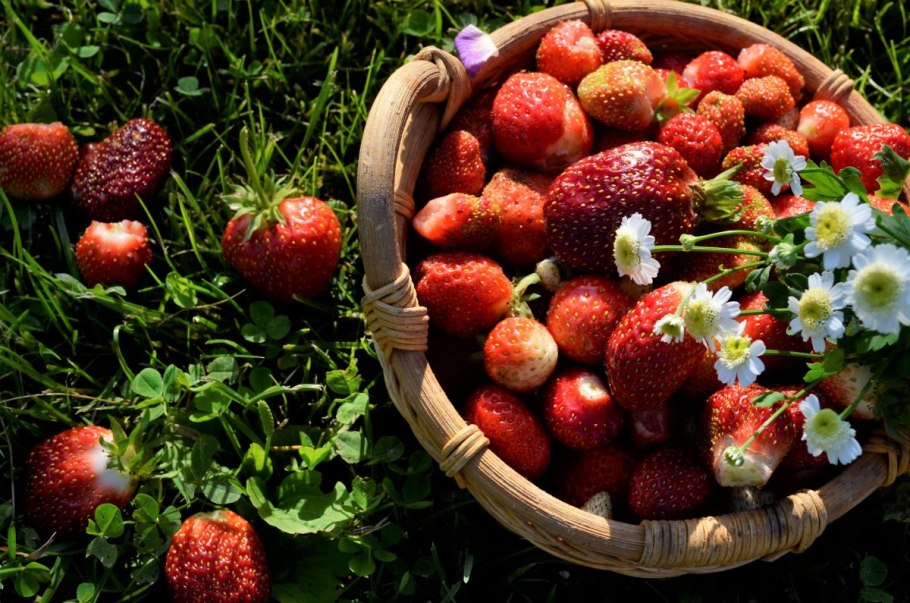 Земляника Лесная (Fragaria vesca l.)