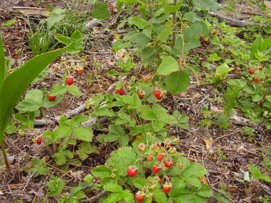 Поляны земляники в г.Чапаевск