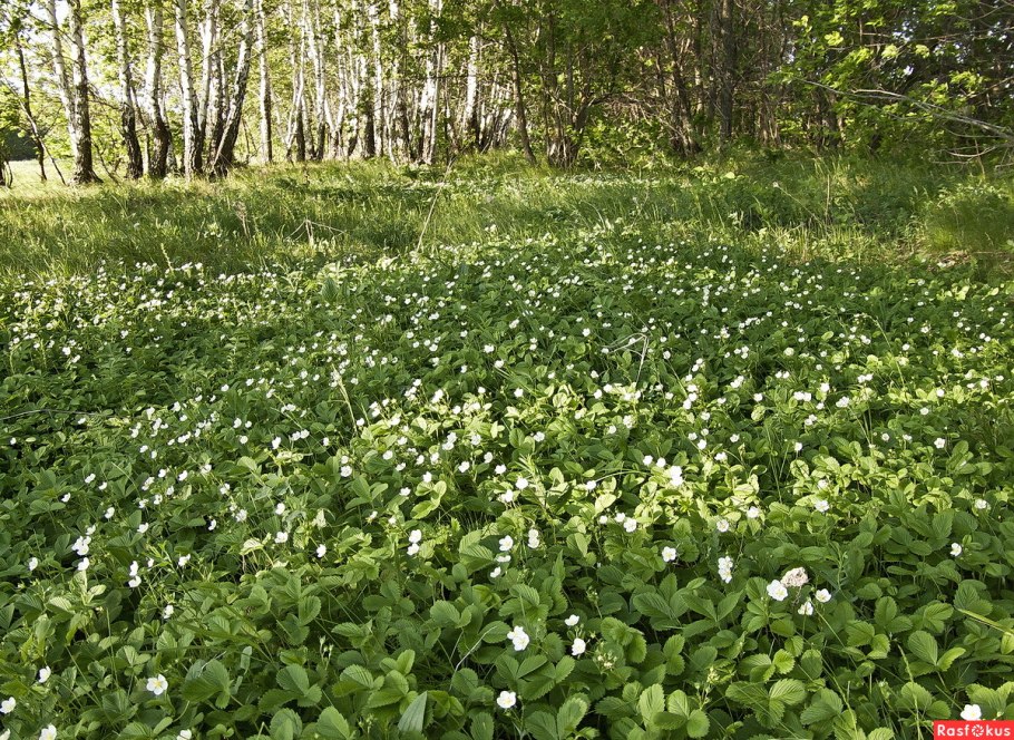 Кислица обыкновенная лесная