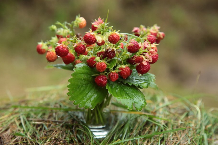 Поляна клубники