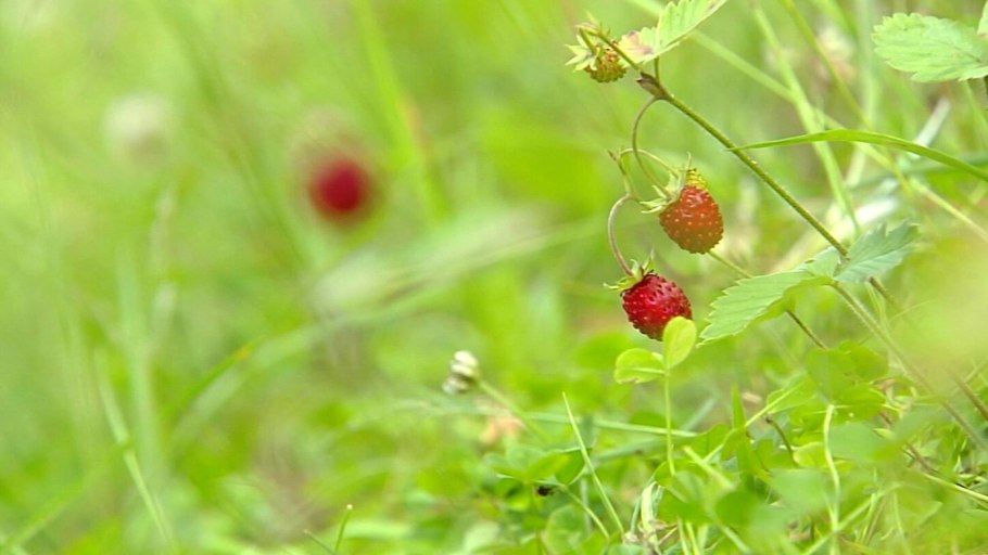 Лето природа земляника