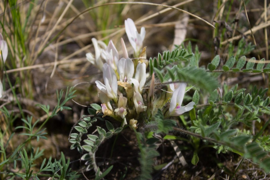 Растения Томска