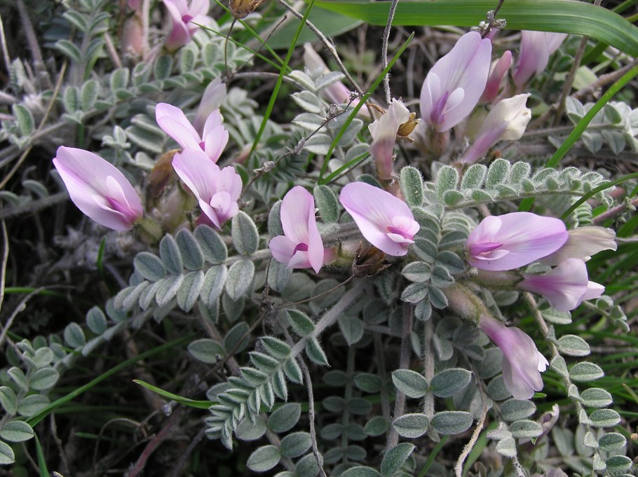 Астрагал яичкоплодный – Astragalus testiculatus Pall.