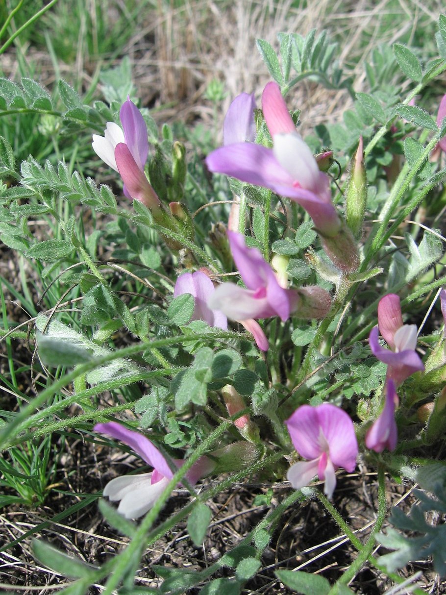 Астрагал САРАЛИНСКИЙ