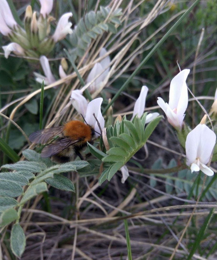 Астрагал тибетский