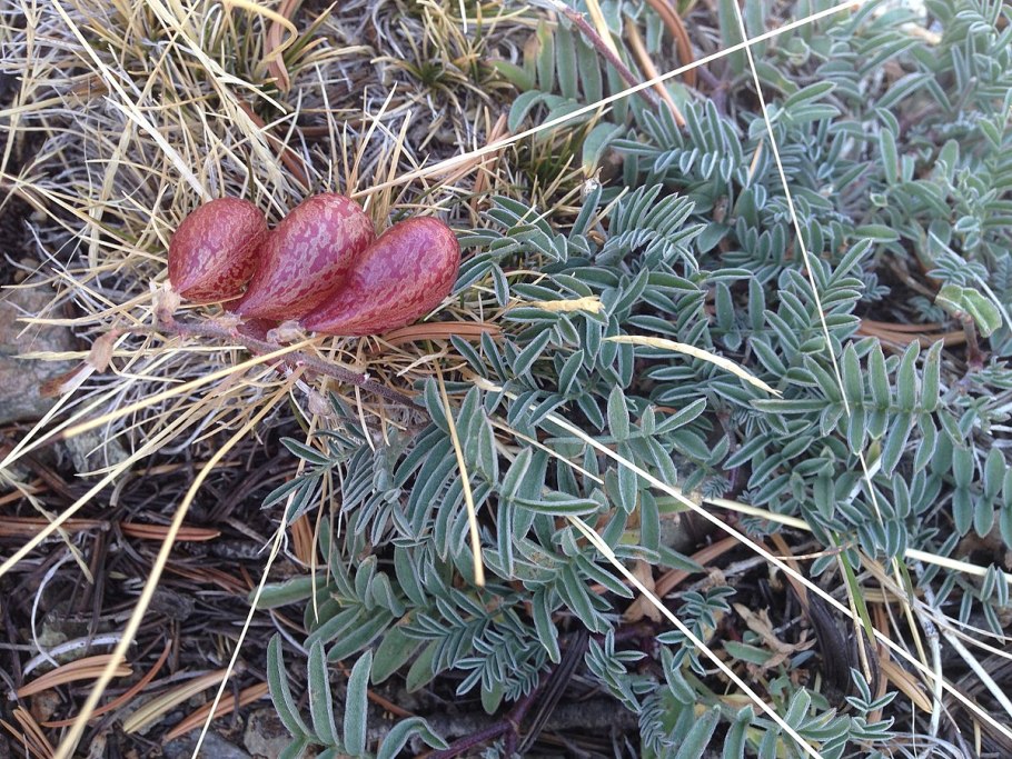 Астрагал джимский
