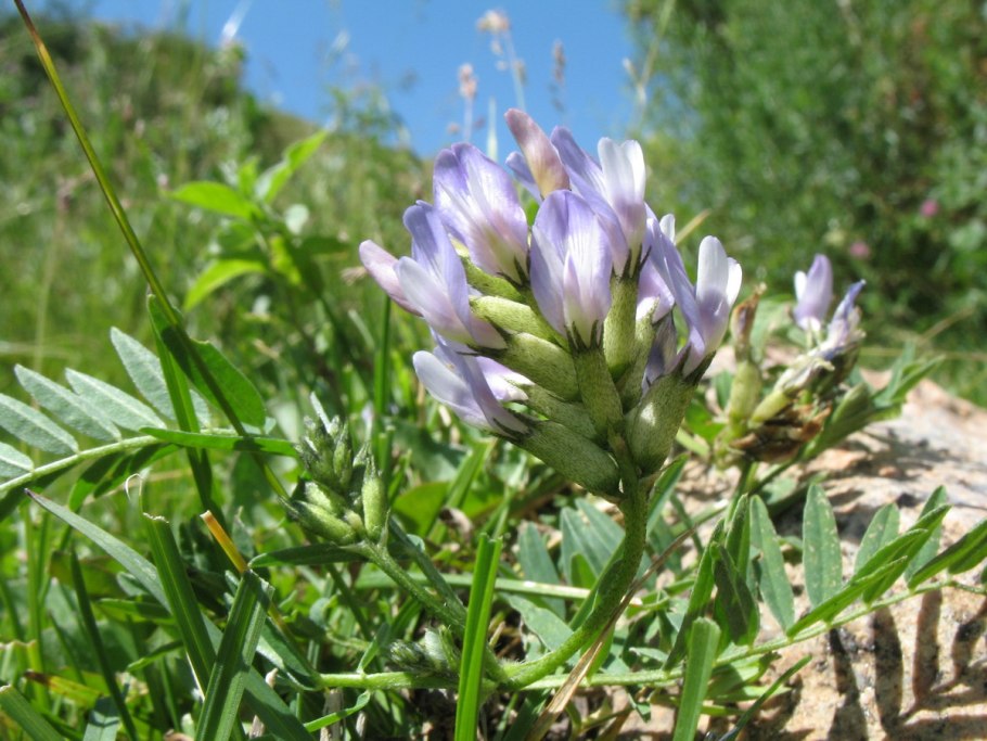 Oxytropis glabra