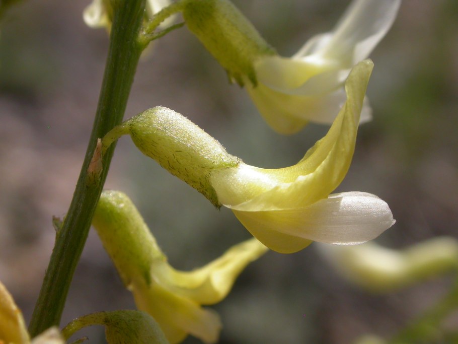 Астрагал австрийский