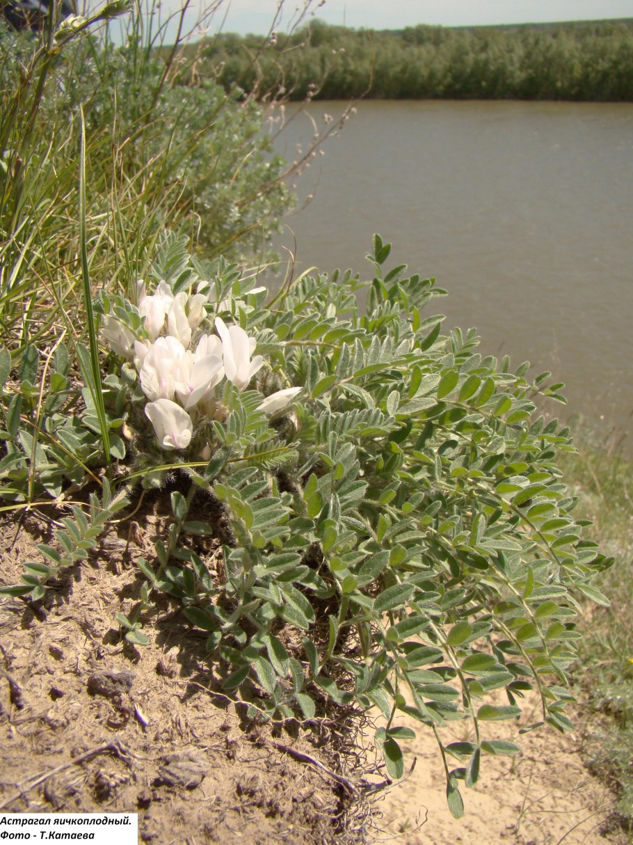 Букетный куст астрагал