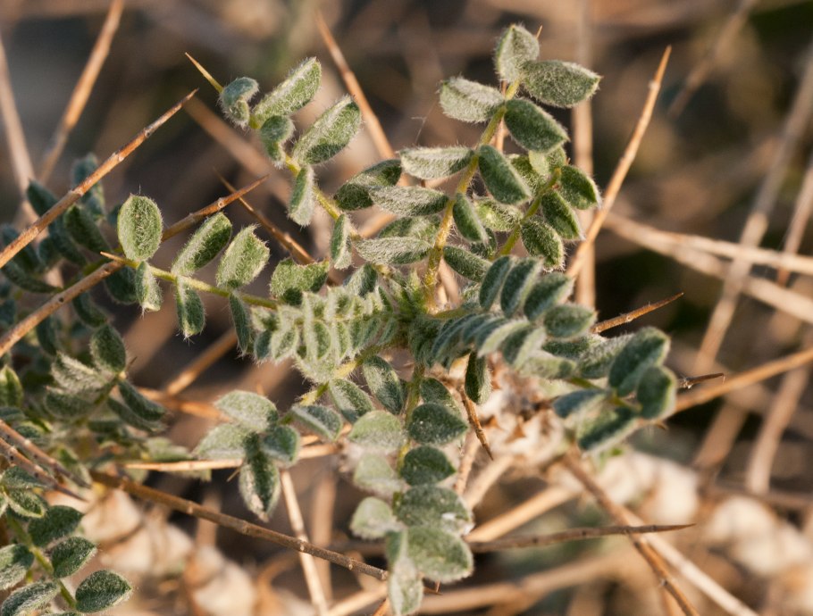 Астрагал нутовый (Astragalus Cicer l.)