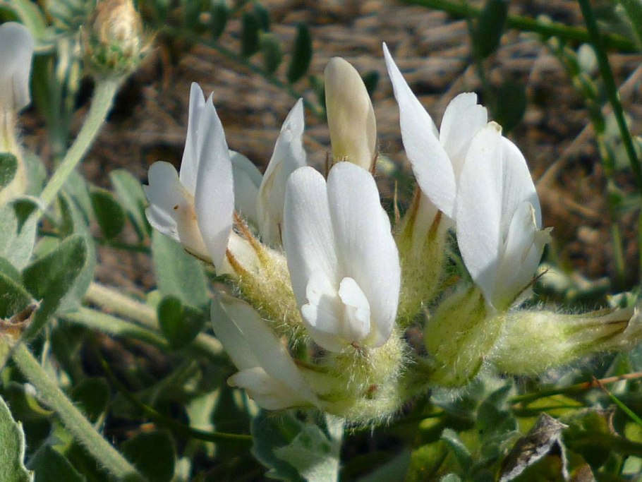 Астрагал Степной