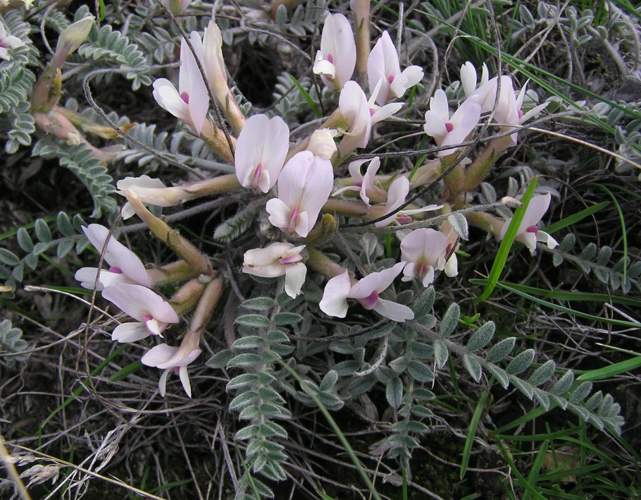 Астрагал яичкоплодный – Astragalus testiculatus Pall.