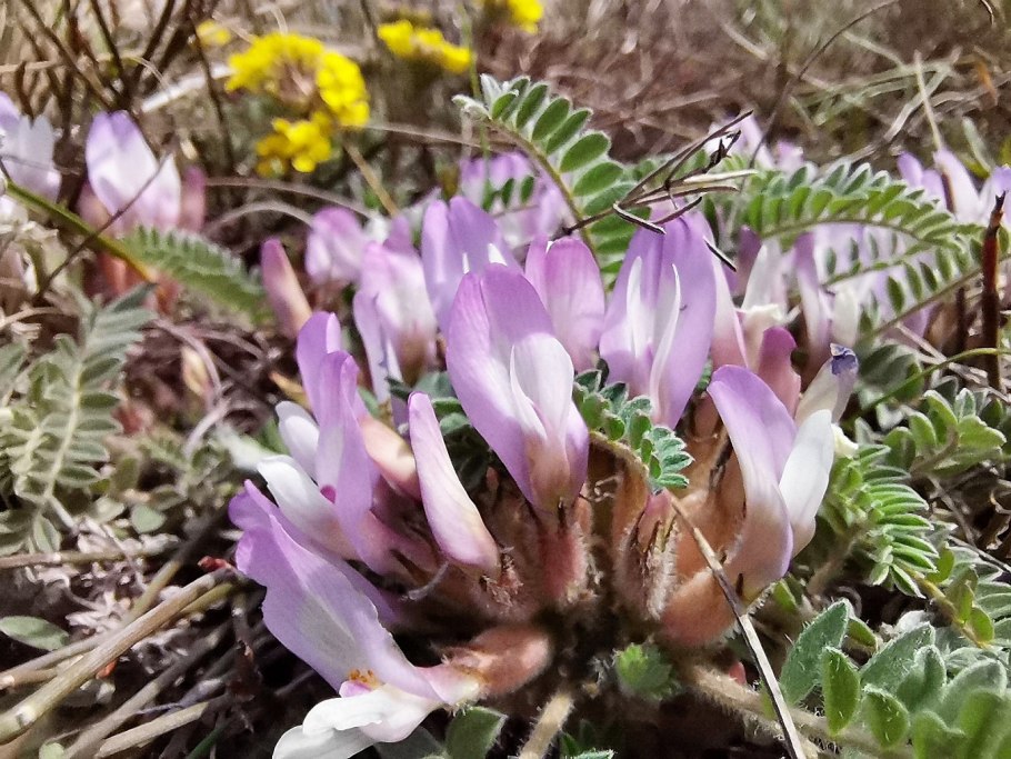 Астрагал яичкоплодный – Astragalus testiculatus Pall.