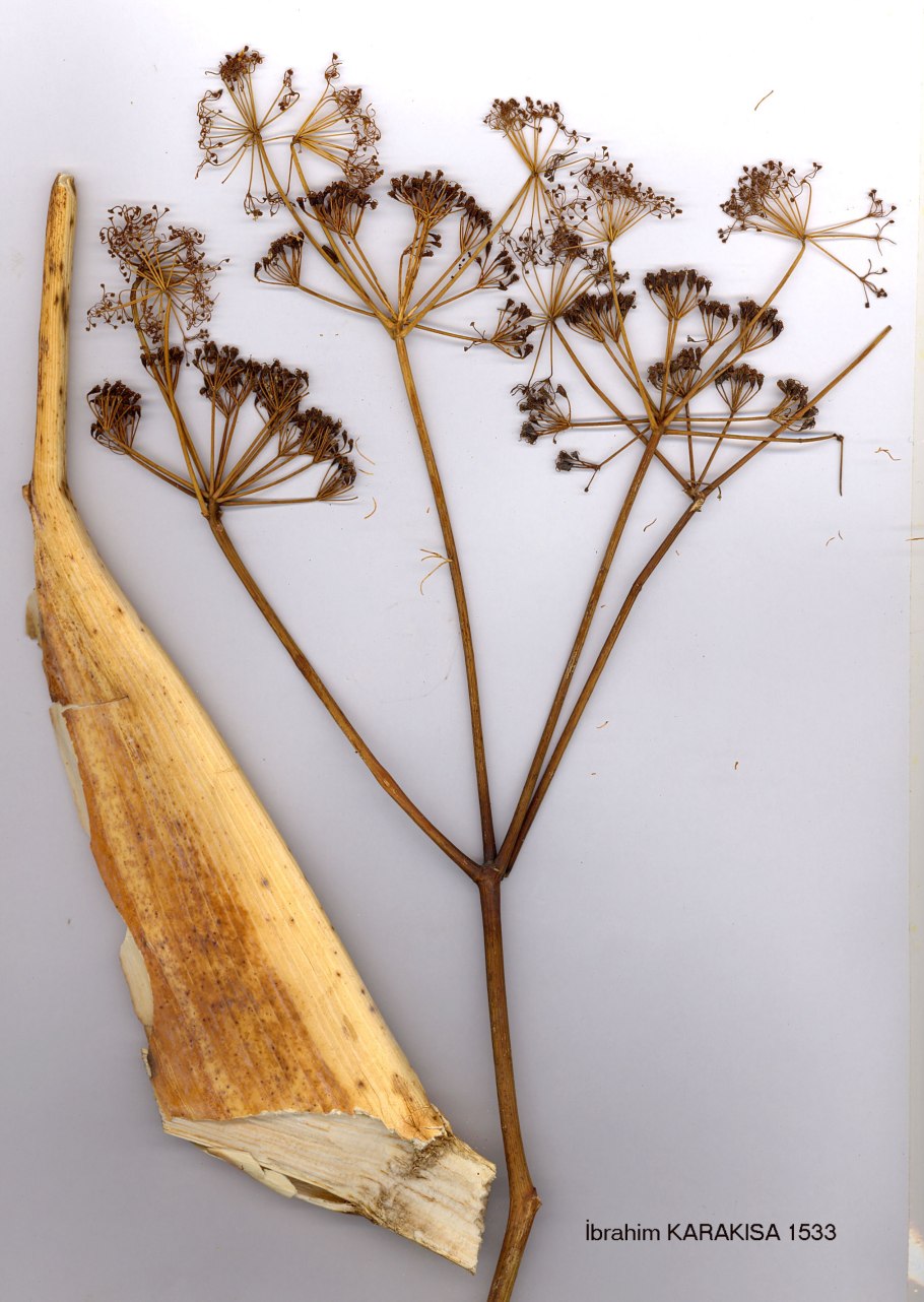 Ферула Каспийская