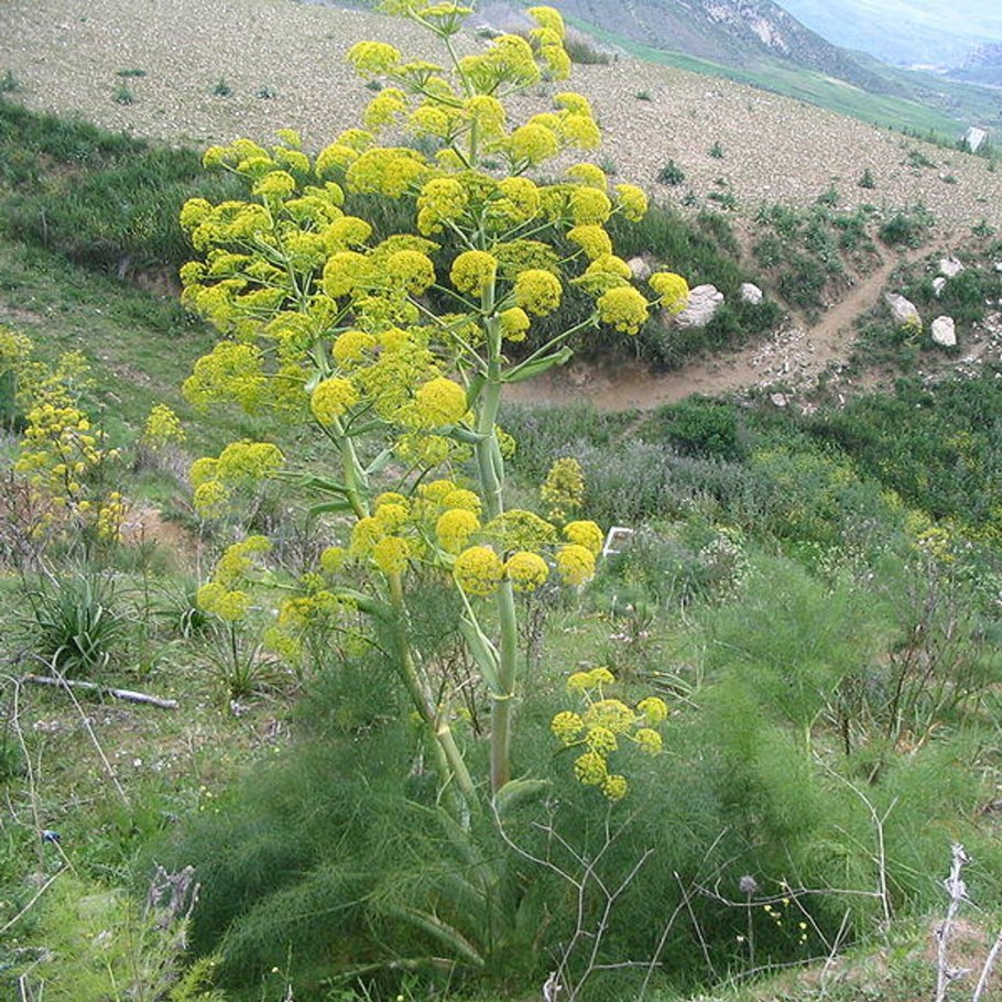 Ферула джунгарская