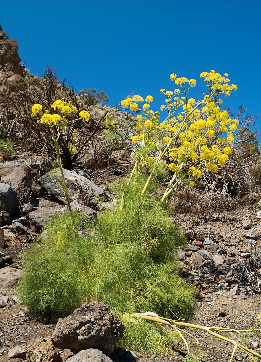 Ferula communis