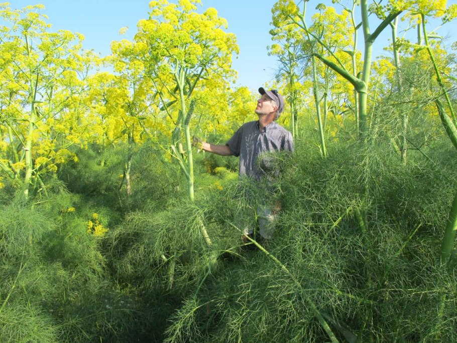Лекарственных травы Эфиопии