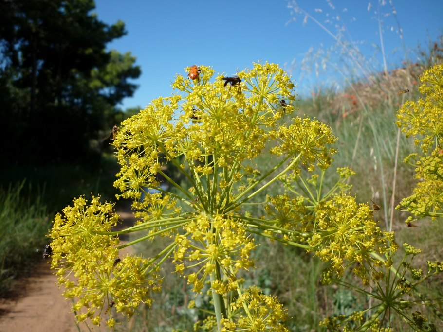 Ферула смолоносная