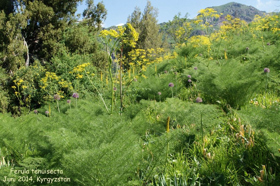 Ферула пахучая