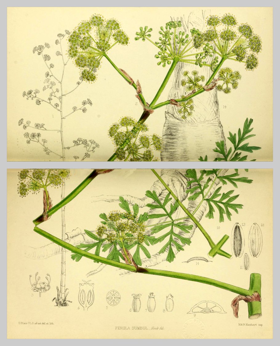 Каврак ферула