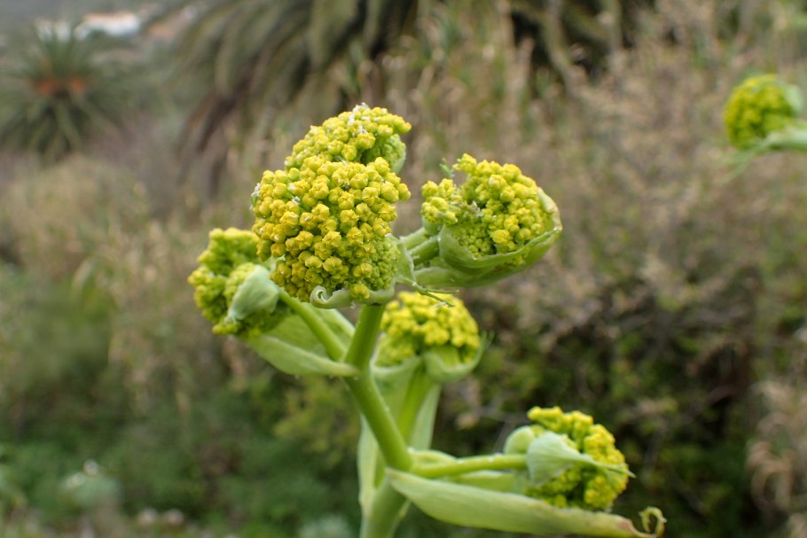 Каврак ферула