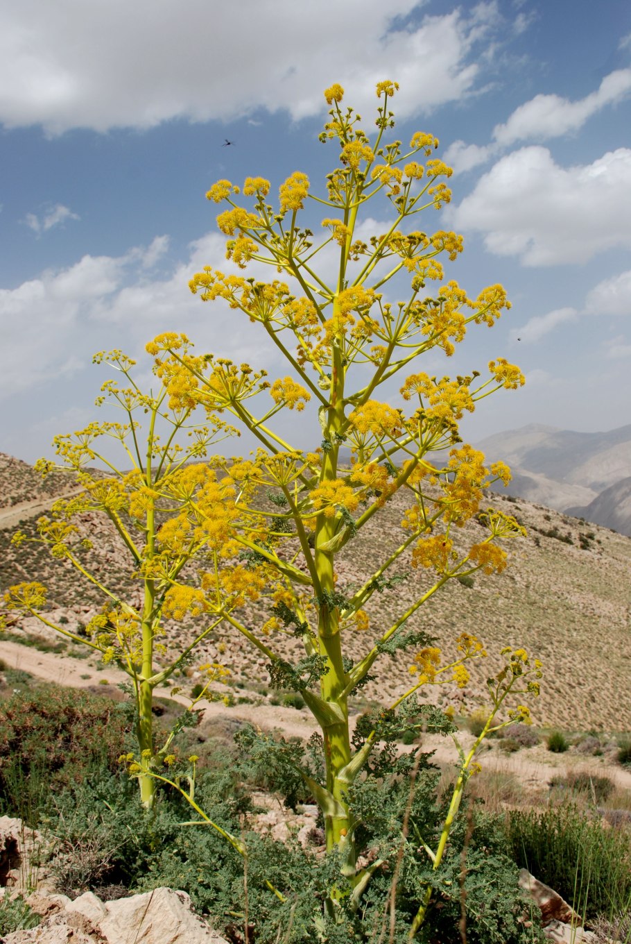 Ферула джунгарская