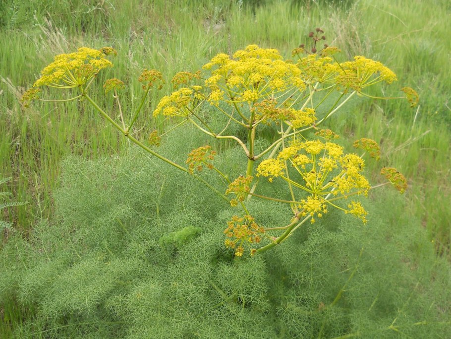 Каврак ферула