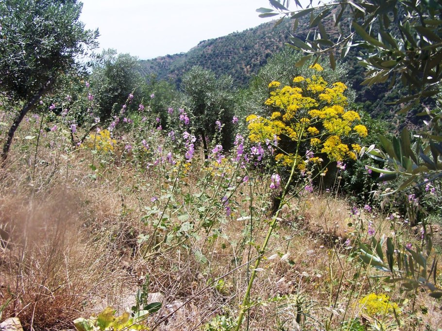 Ферула смолоносная