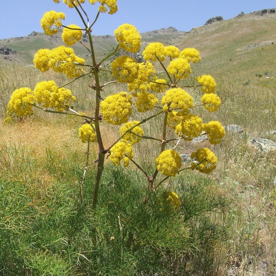 Ферула асафетида